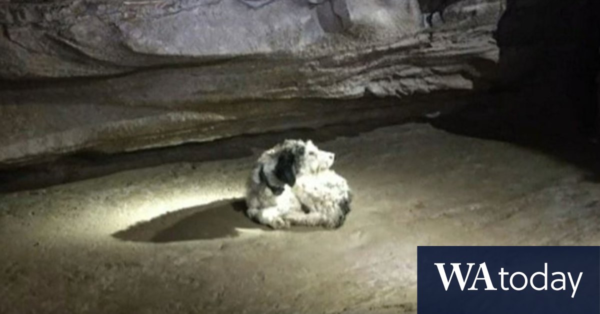 A dog was missing. Cavers found her two months later 150 metres underground. - Vimarsana News