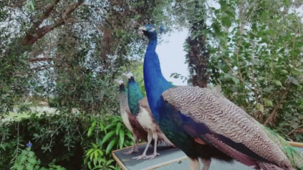 The three peafowl that live at a residential property in Runcorn.