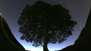A general view of the stars above Sycamore Gap tree near Bardon Mill, England.