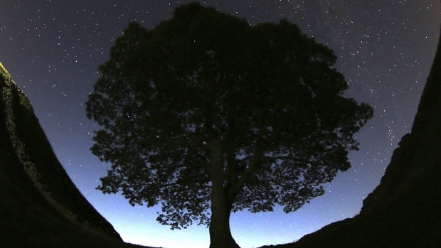 Two men charged with cutting down famous 150-year-old Sycamore Gap tree in England