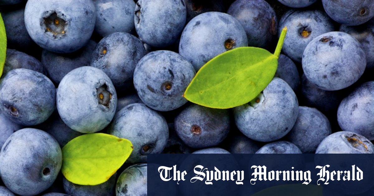 NSW Watchdogs Dismiss Blueberry Pesticide Concerns, Citing Flawed Research Methodology