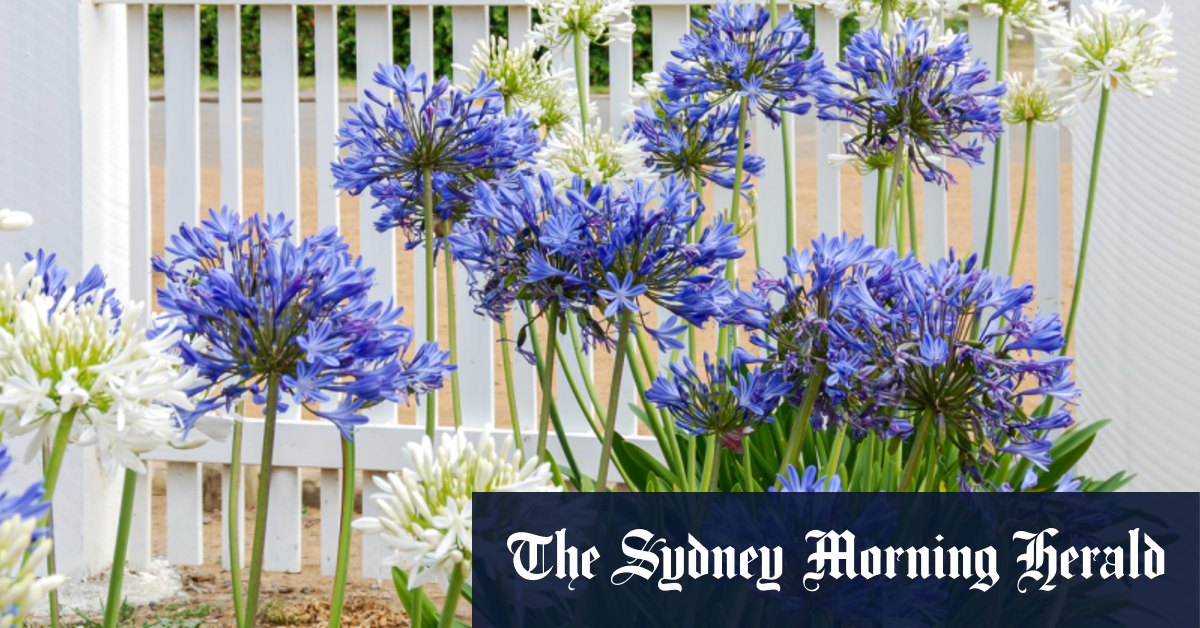 How Agapanthus can benefit your garden