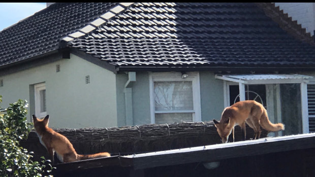 Fox sightings in suburban Sydney are increasing thanks to plentiful food supplies.