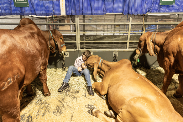 RNA officials said large numbers of animals in the sodden Main Arena could damage the turf.