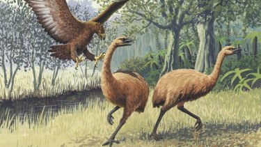 An artist's impression of moa.