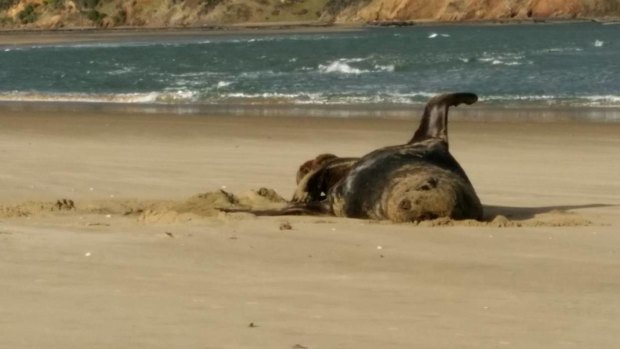 This photo of a sea lion on a New Zealand beach was found on a USB stick swallowed by a leopard seal.