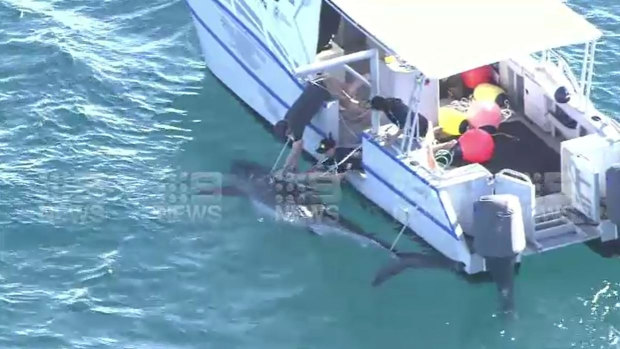 The white shark at times dragged the Fisheries boat as it thrashed in the ocean before appearing to tire. 