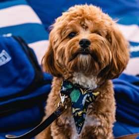 Dogs are welcome at any screening at the open air cinemas on the Patrick White Lawns alongside the National Library.