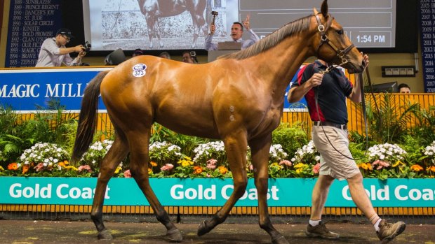 The Magic Millions broodmare sale saw highly-fancied horses go for well over $1 million.