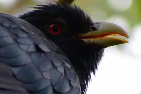 An adult male eastern koel in close-up.