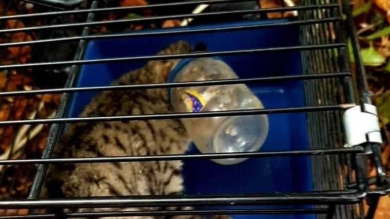 Cat With Peanut Butter Jar Stuck On His Head Caught After Two Week Hunt