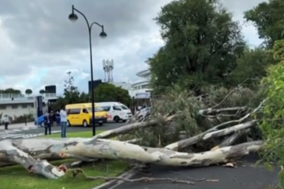 An image of the enormous branch, estimated to be 23 metres in length, which fell from a sixty-year-old red gum and injured Amanda Parsons. 