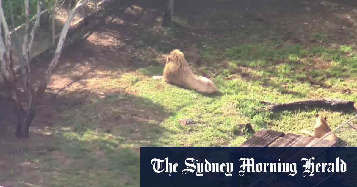 Frau verliert Arm bei Großkatzenangriff im Zoo von Queensland