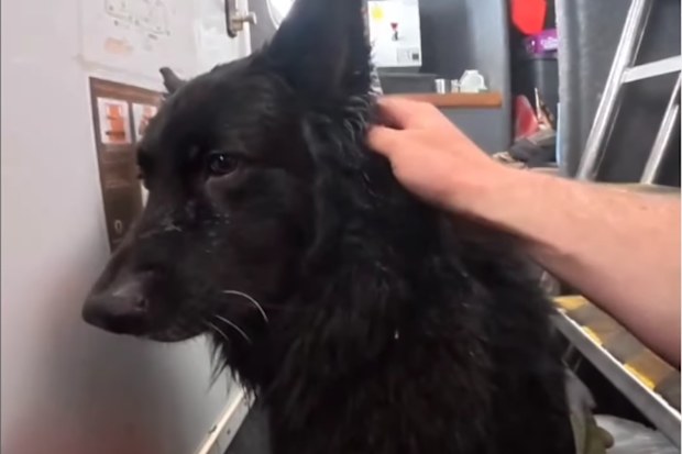 Jimmy Reid interview: Aussie skipper opens up about viral dog rescue in ...