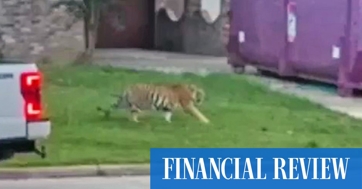 Tiger no longer on the loose in Houston - Vimarsana News