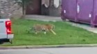 Video of a tiger wandering free in Houston triggered a police search.