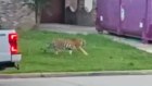 Video of a tiger wandering free in Houston triggered a police search.