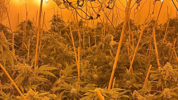 Three men have been charged and over 750 cannabis plants have been seized from grow houses in Waikiki and Baldivis. 