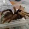 Hundreds of tarantulas seized at airport in Colombian smuggling bust