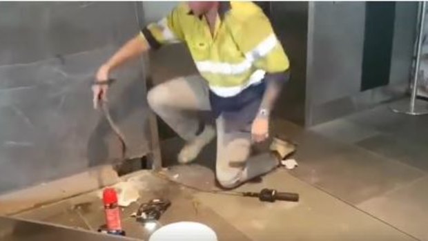 A red-bellied black snake was pulled from the wall at Grand Central Shopping Centre by snake catcher David Wiedman on Sunday.