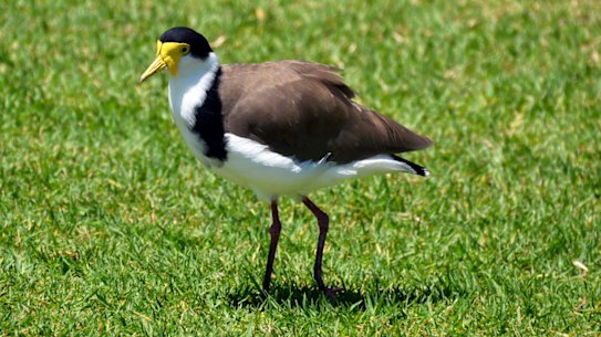 Beware the plover ... as Maurice Rioli jnr discovered.