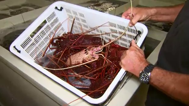 Official lobster sales to China have slumped by 99 per cent this year to April from the same period last year.