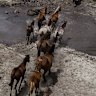 The brumby population exploded again. This time fertility darts will be tested
