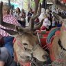 'Chained to a sleigh': Concerns after deer used in Christmas exhibition