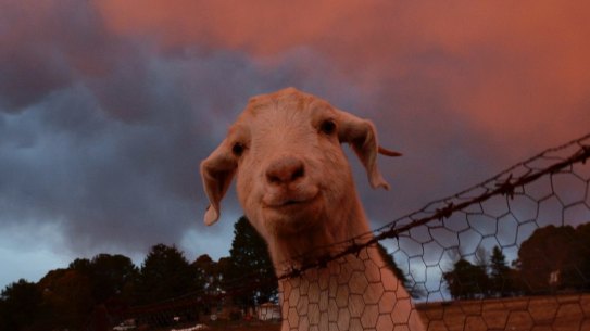 There has to be a better way to tax goats, banks and carparking.