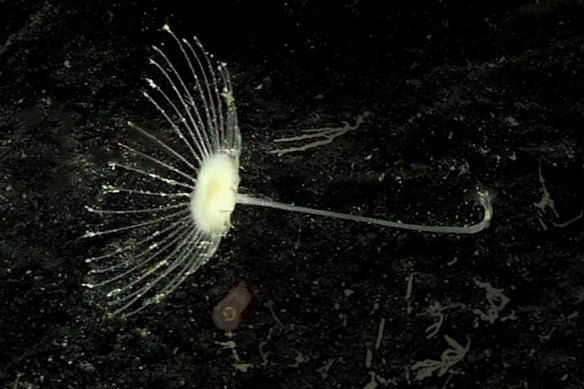 Abyssocladia johnhooperi is one of six new species of carnivorous deep-sea sponge identified by Queensland Museum scientists.