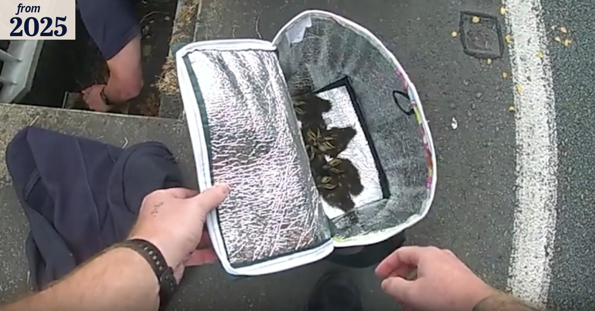 Brisbane police quack case of missing ducklings