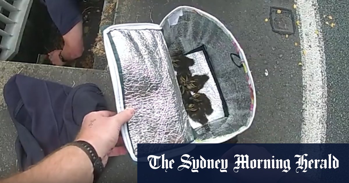 Brisbane police quack case of missing ducklings