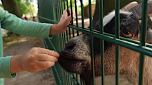 A young girl who caught a rare bacterial infection after visiting a petting farm in Victoria has died from the disease.