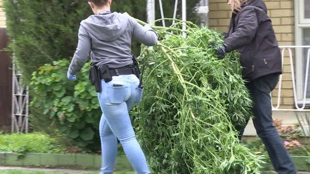 Police seize cannabis plants from a Blackburn North home on August 20.
