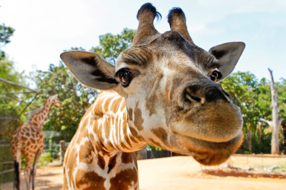 Giraffes are among the many attractions at Perth Zoo.