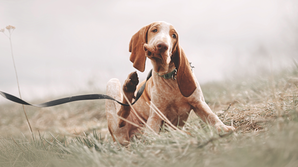 How to provide your dog with much-needed relief. 