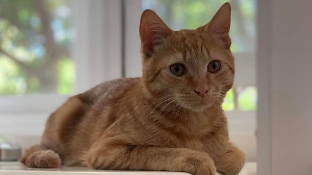 Angelica Pinto’s cat Ciccio has had some recent health issues.