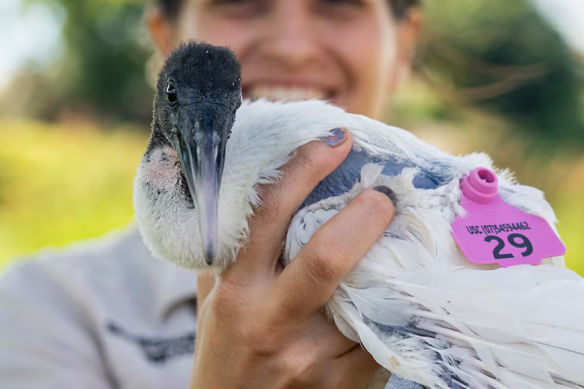 Dr Dominique Potvin’s research has helped reframe our relationship with the ibis.