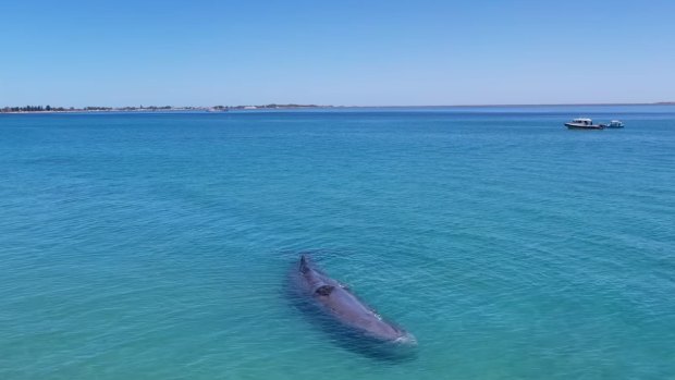 Whale beached off Rockingham dies despite efforts to save it