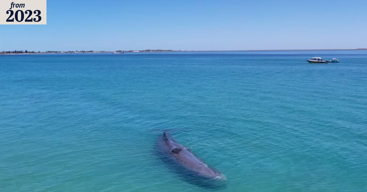 Whale beached in Rockingham