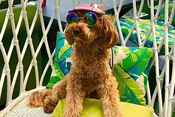 The fur was flying over Instafamous cavoodle Oscar.