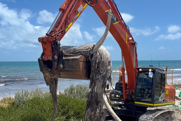 WA news LIVE: Cottesloe beaches shut for whale carcass removal