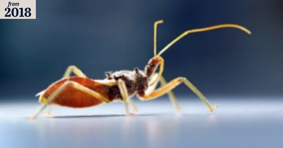Assassin bug: Its venom liquefies prey but could be used as a medical ...