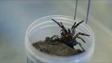 A funnel web spider ready to be milked of antivenom.