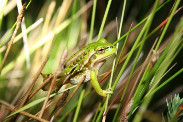 The growling grass frog is another of the 29 threatened species that have made a good recovery. 