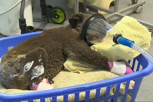 A koala, dubbed 'Peter' at the Koala Hospital Port Macquarie, was found injured at the Lake Innes Nature Reserve after bushfires. 