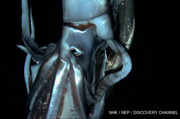 This image made from video recorded in deep sea off Chichi island, Japan, in 2012, is the only other time a giant squid has been filmed. 