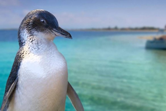 The population of little penguins in Rockingham, where this photo was taken, is already threatened.