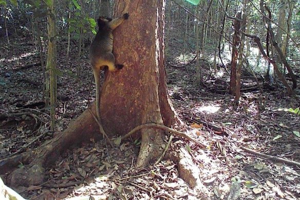 A young tree kangaroo in a pocket of rainforest on Wooroora, a cattle farm in the process of being acquired by Bush Heritage.
