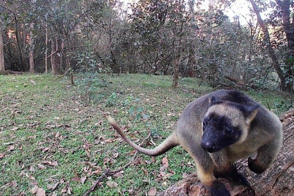 The arboreal marsupials are found only in the rainforests of northern Queensland.
